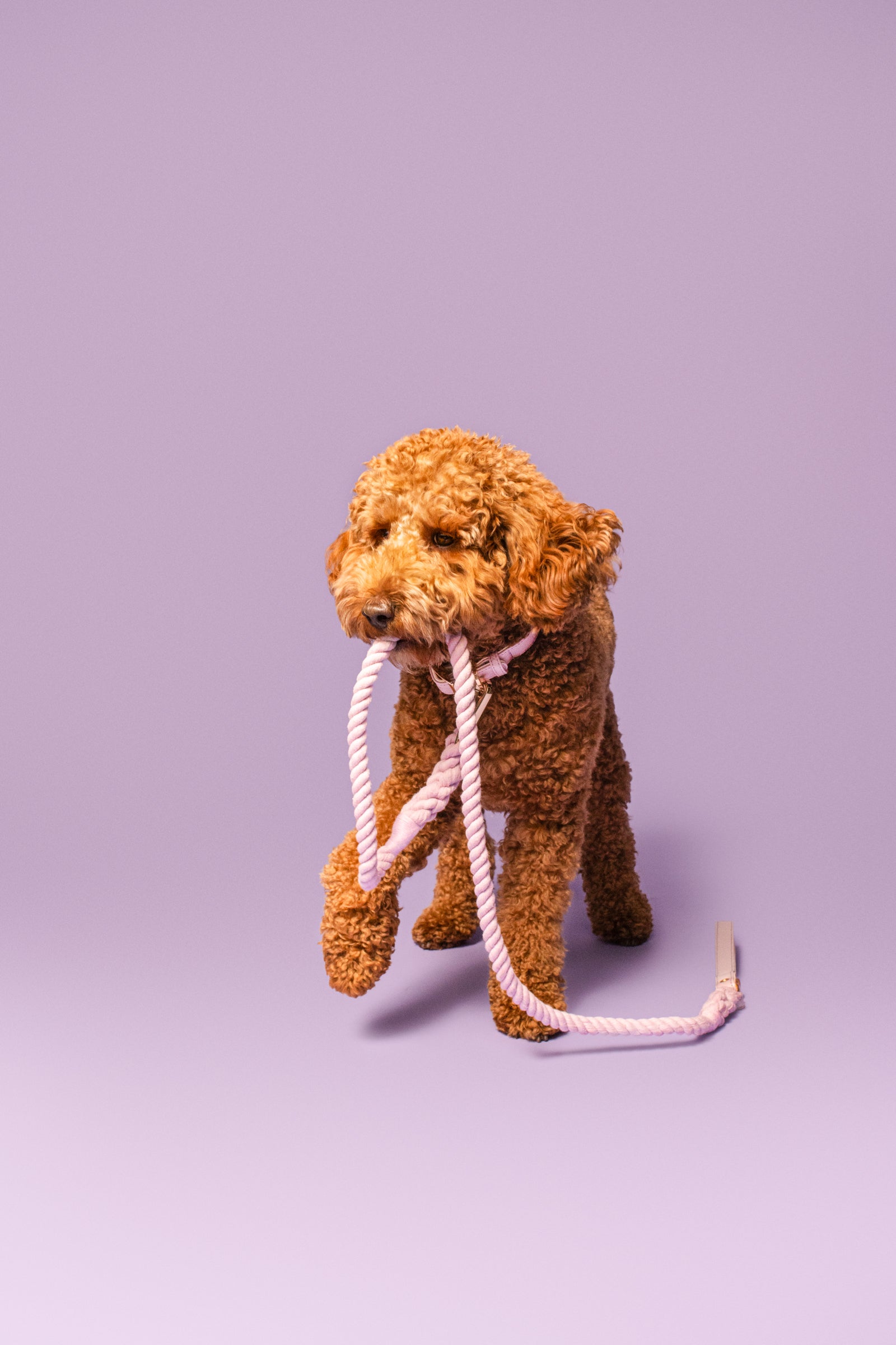 Leather Dog Leashes and Classic Rope Leashes for Dogs | Shop