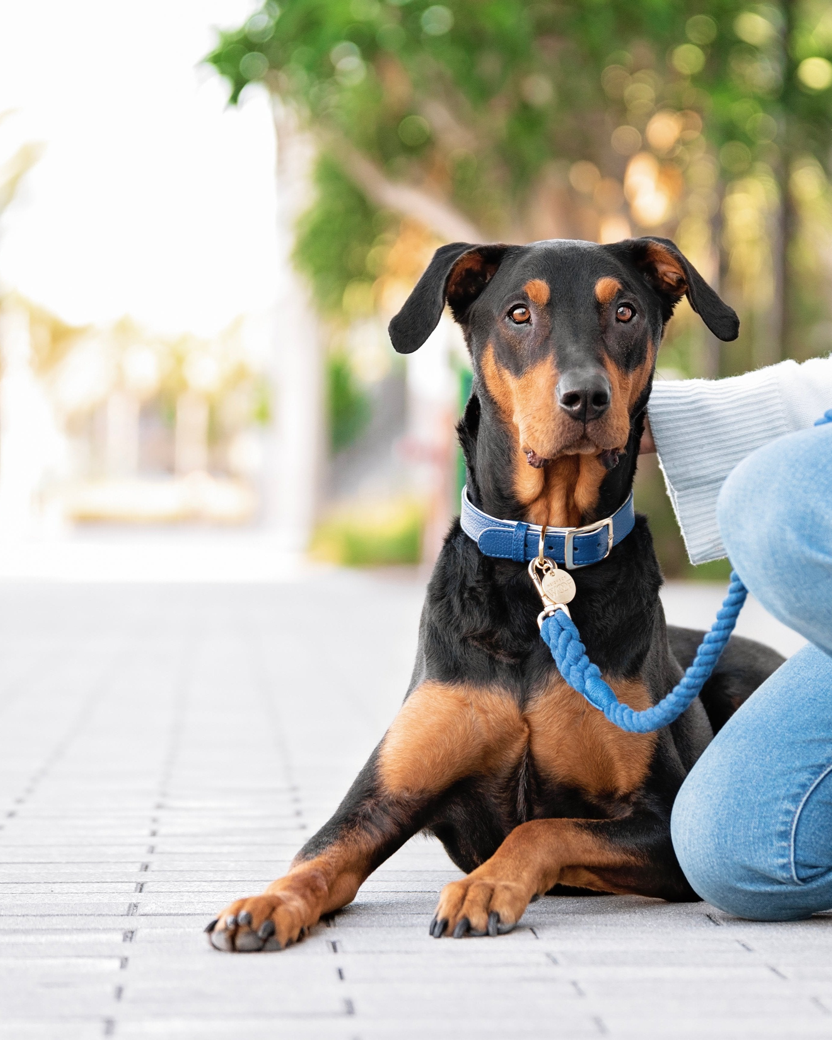 Classic | Bold Colors that Never Go Out of Style – Neighborwoof