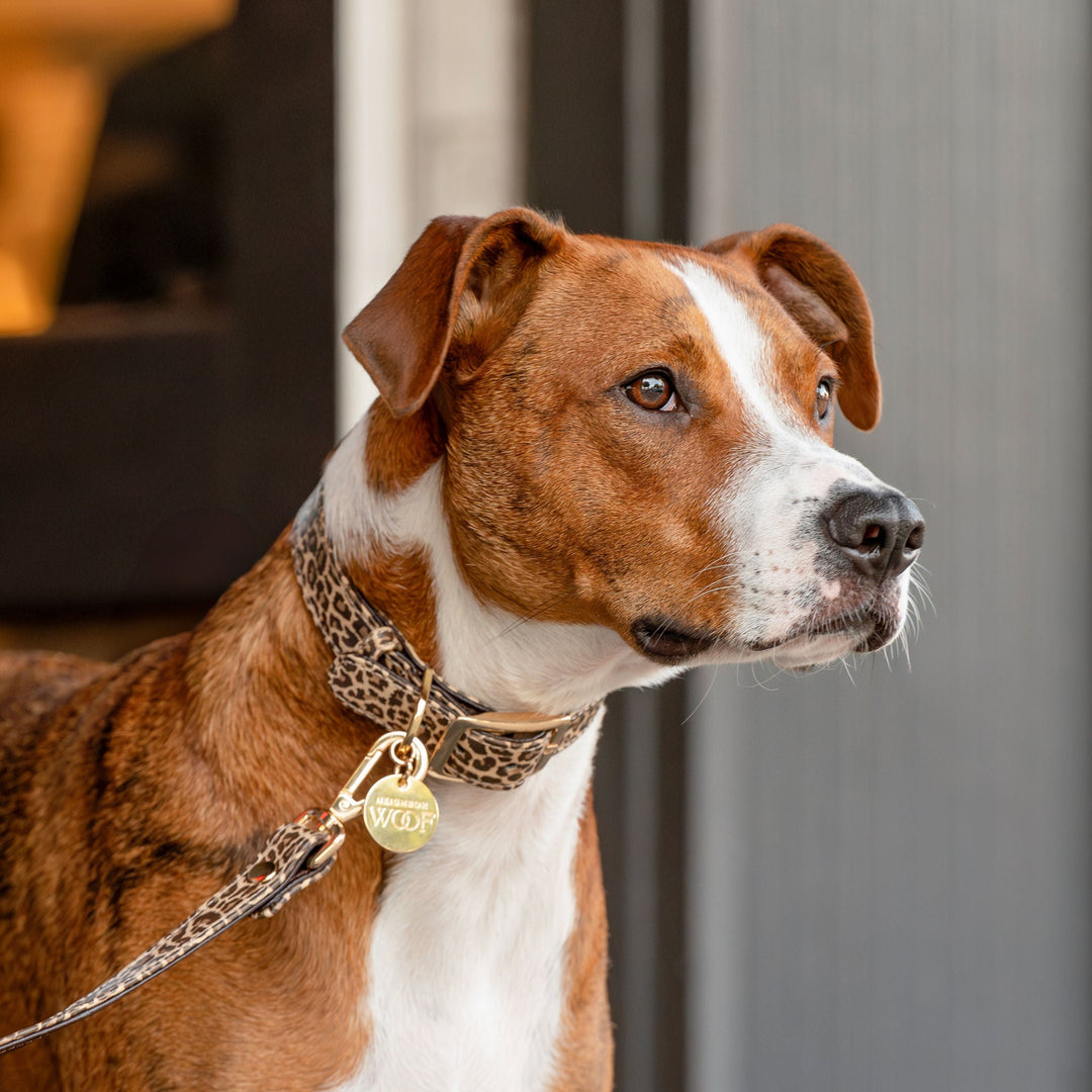 Leopard Print Dog Collar