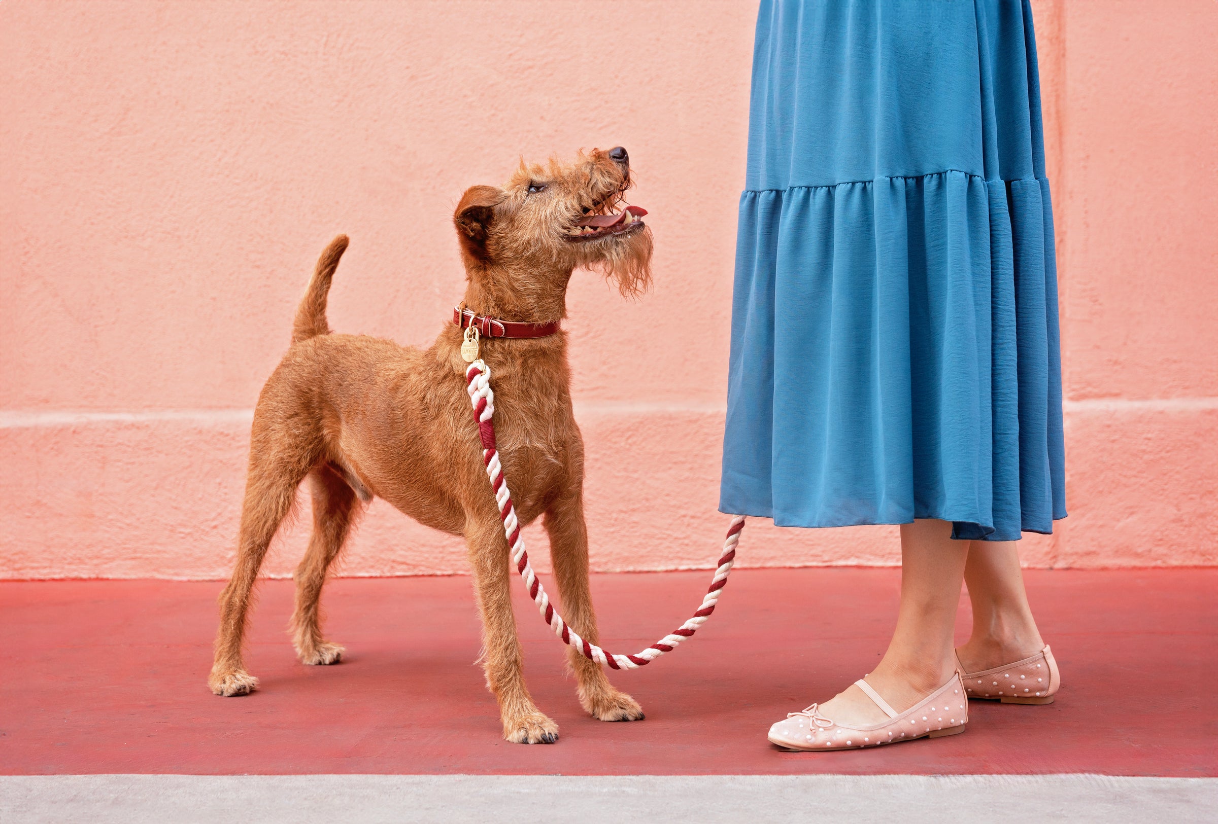 Dog Walking Gifts and Accessories | The Color Block Rope Leash
