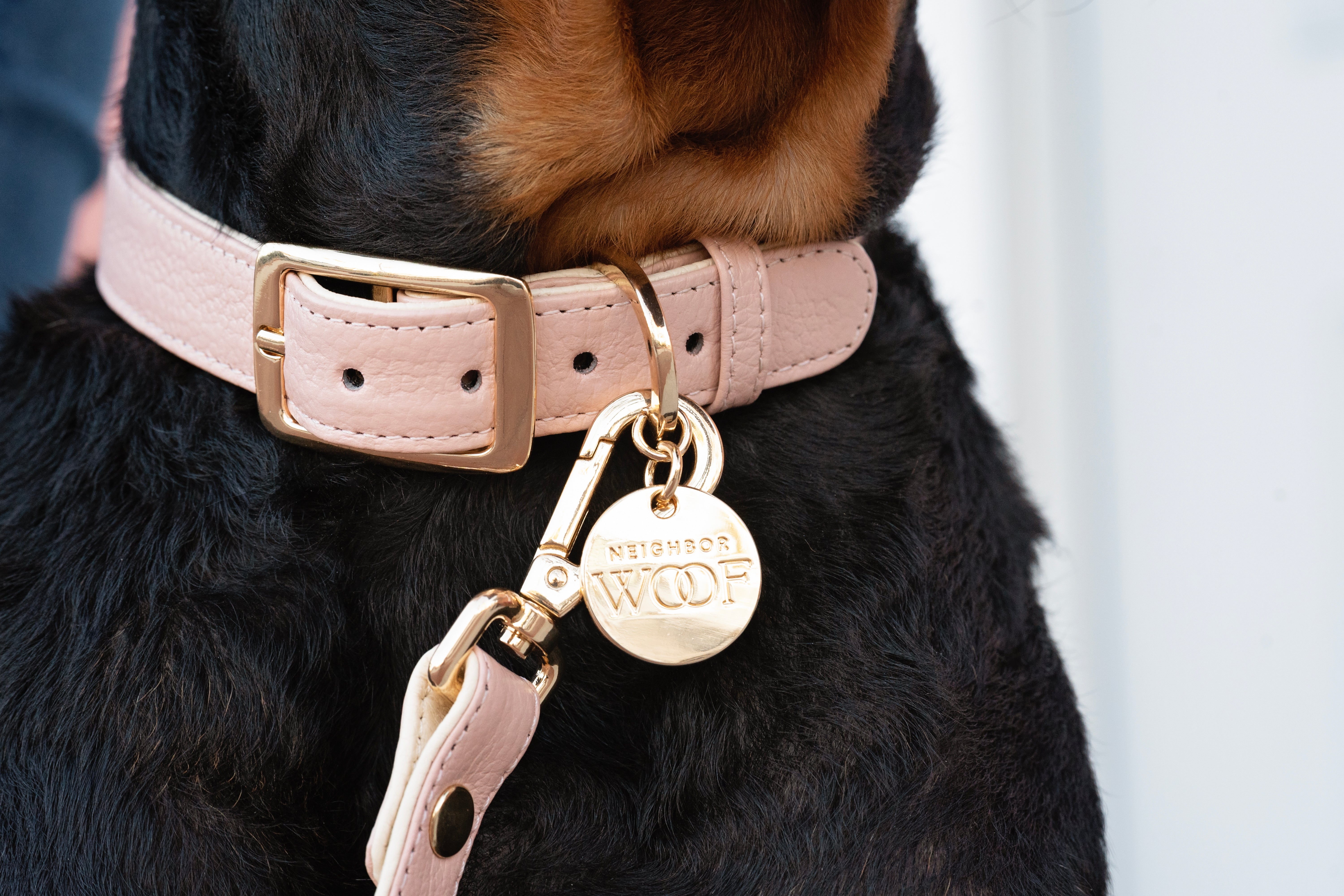 Colorful Leather Collars, Leashes & Dog Accessories from Neighborwoof