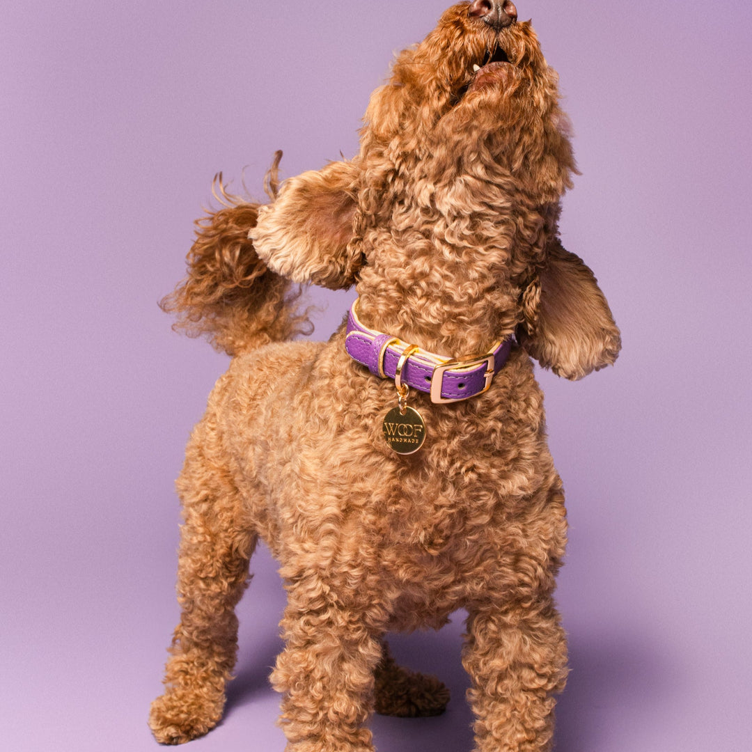 Lavender & Lemon Dog Collar