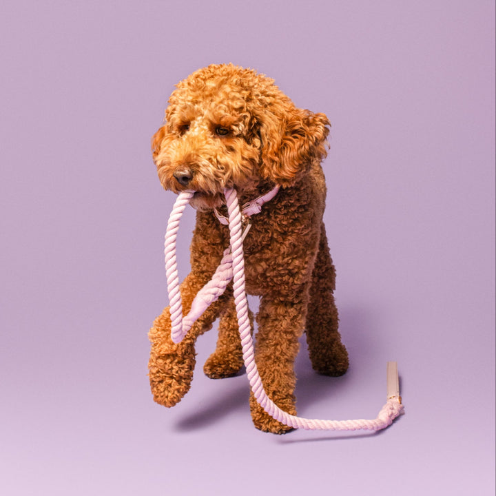 Lilac Rope Leash