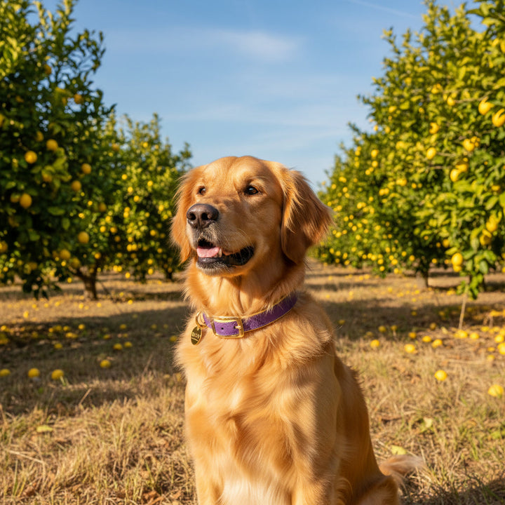 Lavender & Lemon Dog Collar