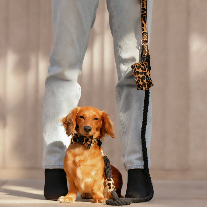 Leopard Fur Dog Collar